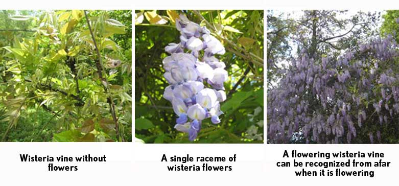 wisteria 3 up